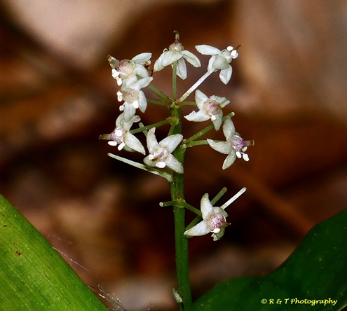 {Maianthemum canadense}